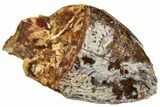 Serrated, Fossil Phytosaur (Redondasaurus) Tooth - New Mexico #219339-1